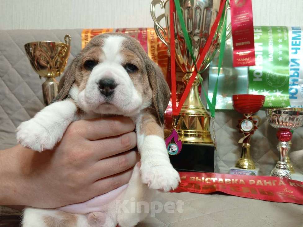 Собаки в Ангарске: Продажа щенков биглей Девочка, 80 000 руб. - фото 10