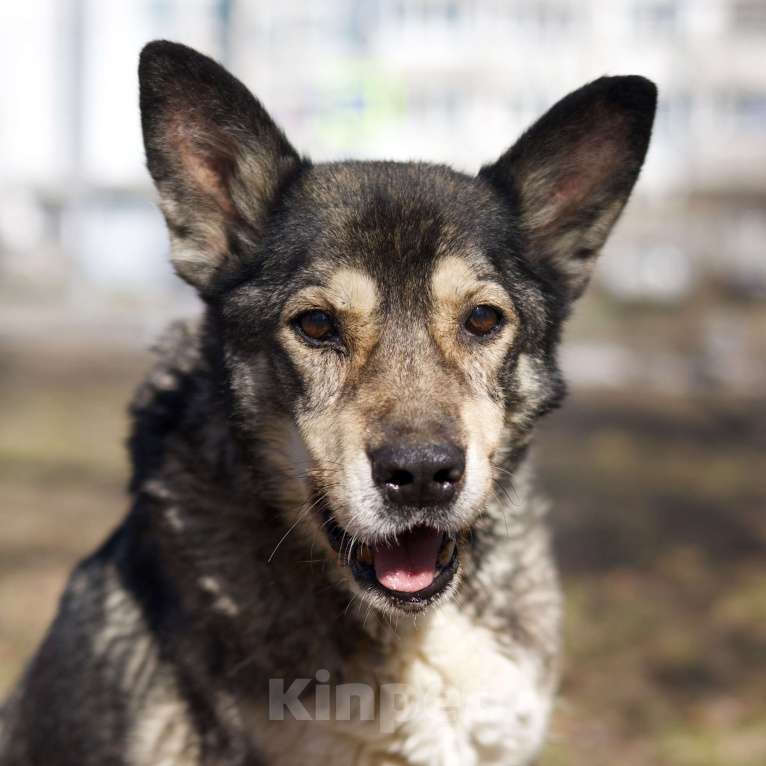 Собаки в Москве: Спокойная Габи ищет дом Девочка, Бесплатно - фото 2