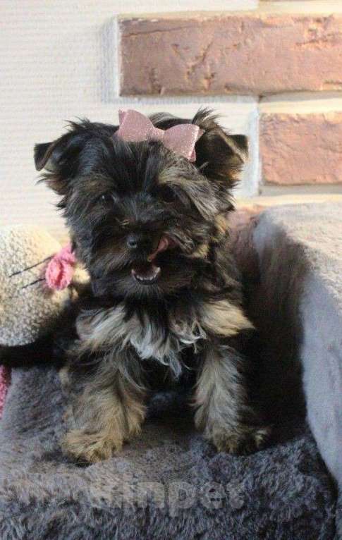 Собаки в Москве: Малышка Цветной Йорк Девочка, 45 000 руб. - фото 1