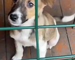 Собаки в Химках: Щенок девочка из приюта ищет дом Девочка, Бесплатно - фото 2
