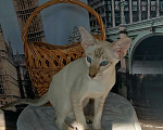 Кошки в Пензе: Ориентальный котик  Мальчик, 35 000 руб. - фото 2