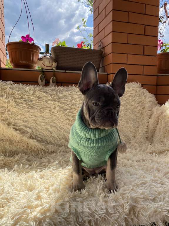 Собаки в Новошахтинске: Щенки французского бульдога Девочка, 80 000 руб. - фото 1