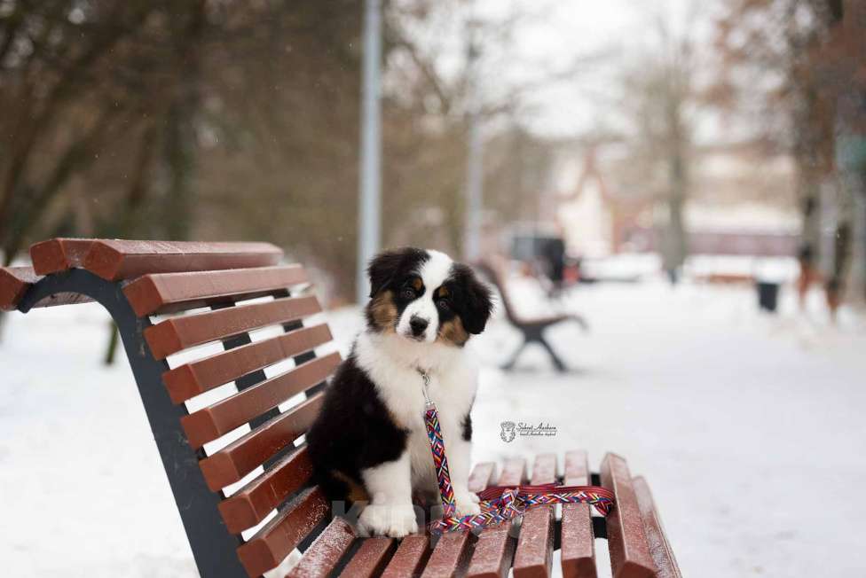 Собаки в Москве: Миниатюрная американская овчарка (мини-аусси) Мальчик, 100 000 руб. - фото 3