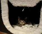 Кошки в Москве: Котята в добрые руки Разнополые, 700 руб. - фото 3
