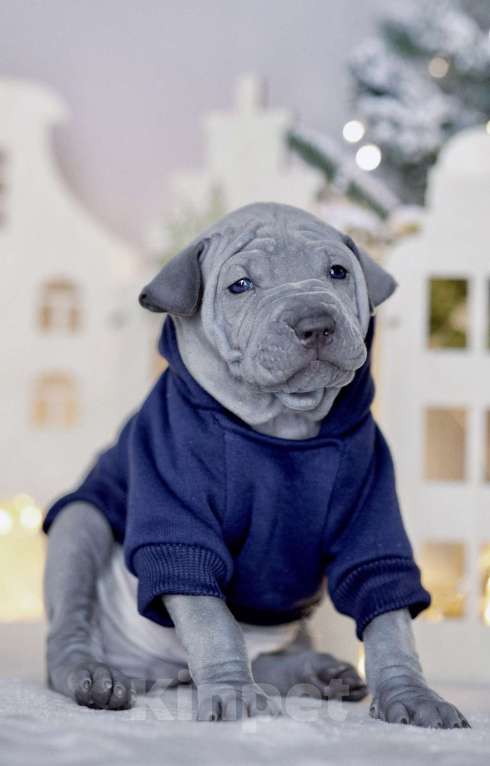 Собаки в Санкт-Петербурге: Щенок тайского риджбека шоу класса Мальчик, 150 000 руб. - фото 1