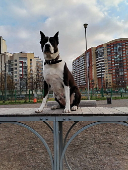 Объявление: Отдам в добрые руки, Бесплатно, Санкт-Петербург