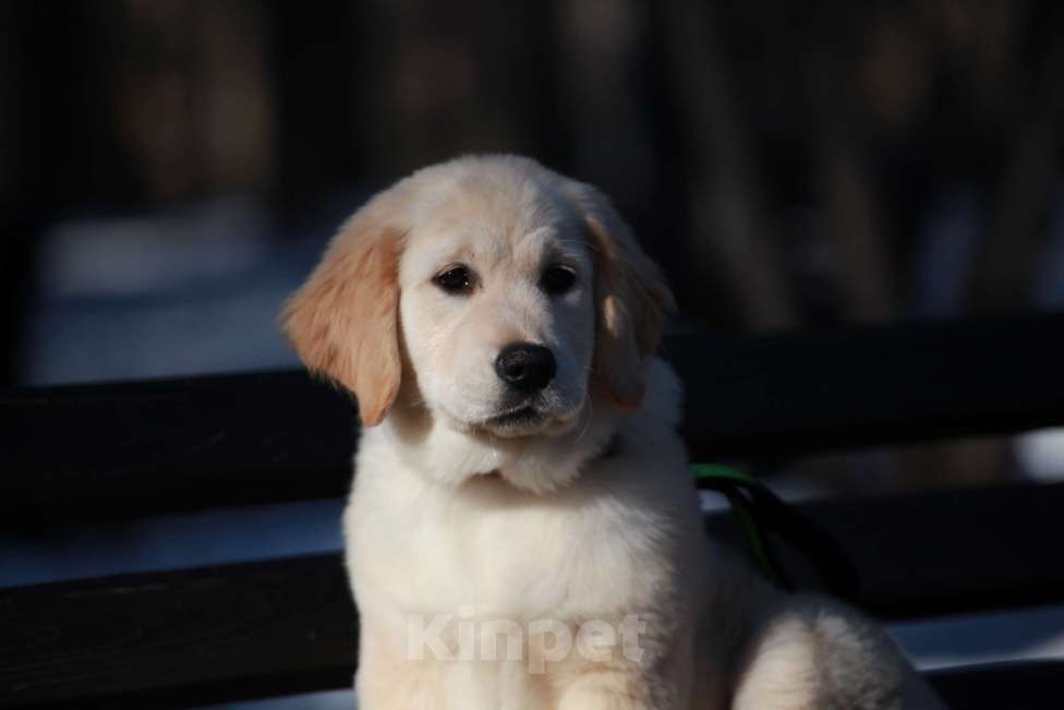 Собаки в Москве: Золотистый ретривер  Девочка, 90 000 руб. - фото 4