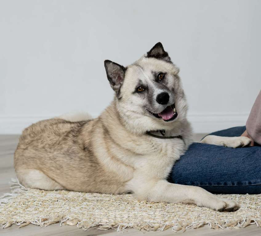 Собаки в Москве: Бинго Мальчик, Бесплатно - фото 4