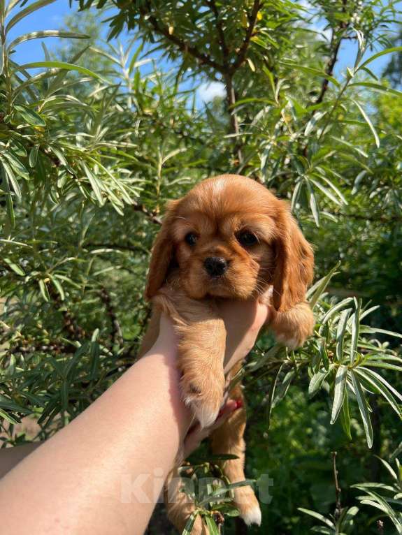 Собаки в Можге: Щенки Кавалер кинг чарльз спаниель  Девочка, 65 000 руб. - фото 3