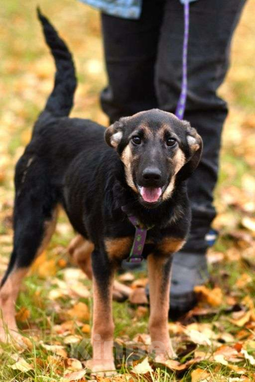 Собаки в Москве: Дейзи Девочка, Бесплатно - фото 2