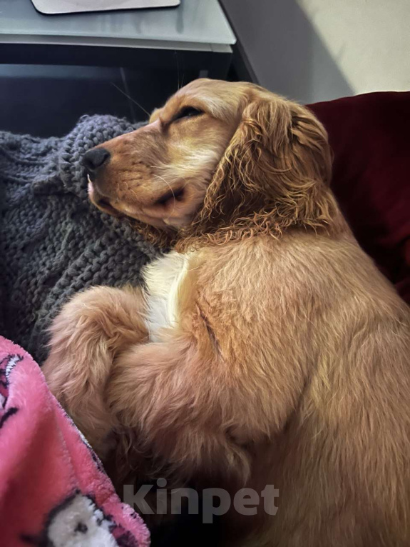 Собаки в Москве: Щенок английский кокер-спаниель ищет новый дом Девочка, 10 000 руб. - фото 7