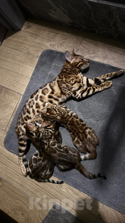 Кошки в Воронеже: Бенгальский котенок Разнополые, Бесплатно - фото 3
