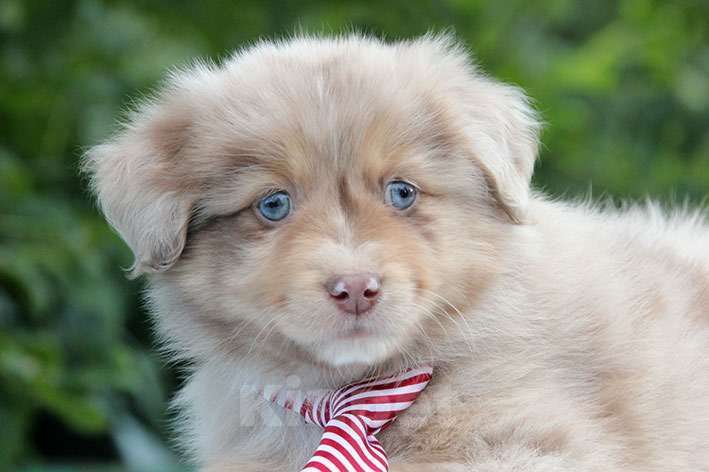 Собаки в Пушкино: Щенки мини аусси. Щенки миниатюрной американской овчарки. Щенки массы Мальчик, 100 000 руб. - фото 4