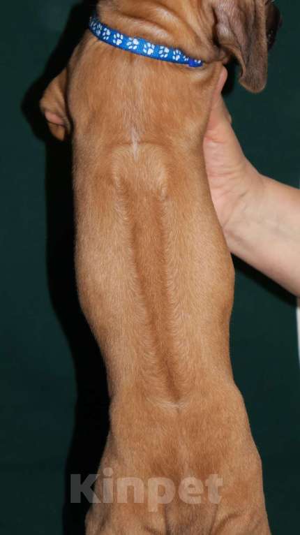 Собаки в Москве: Мальчик Родезийского Риджбека  Мальчик, 100 000 руб. - фото 1