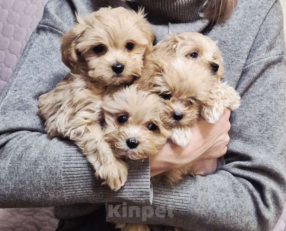 Собаки в Санкт-Петербурге: Маленькие комочки счастья - МАЛЬТИПУ F 1 Девочка, 150 000 руб. - фото 1