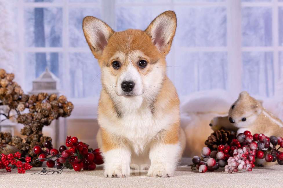 Собаки в других городах Ярославской области: Вита Приора Мальвазия Девочка, 80 000 руб. - фото 1