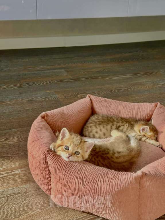 Кошки в Тюмени: Котята золотая шиншила Мальчик, 20 000 руб. - фото 6