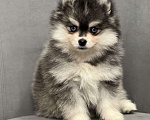Собаки в Санкт-Петербурге: Шикарный мальчик помски Мальчик, 150 000 руб. - фото 7