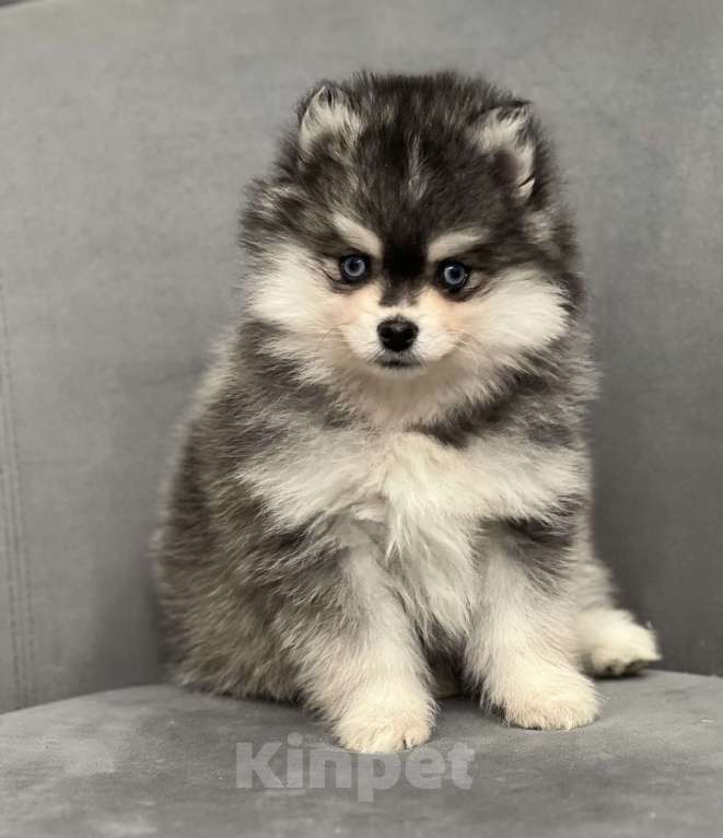 Собаки в Санкт-Петербурге: Шикарный мальчик помски Мальчик, 150 000 руб. - фото 7