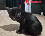 Кошки в Новосибирске: Бенгальские котята Девочка, 15 000 руб. - фото 5