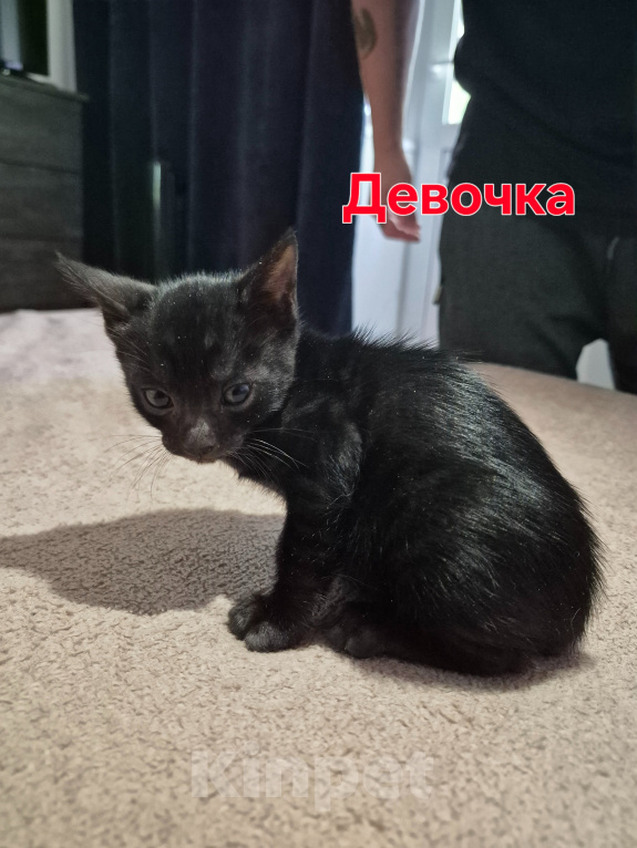 Кошки в Новосибирске: Бенгальские котята Девочка, 15 000 руб. - фото 5