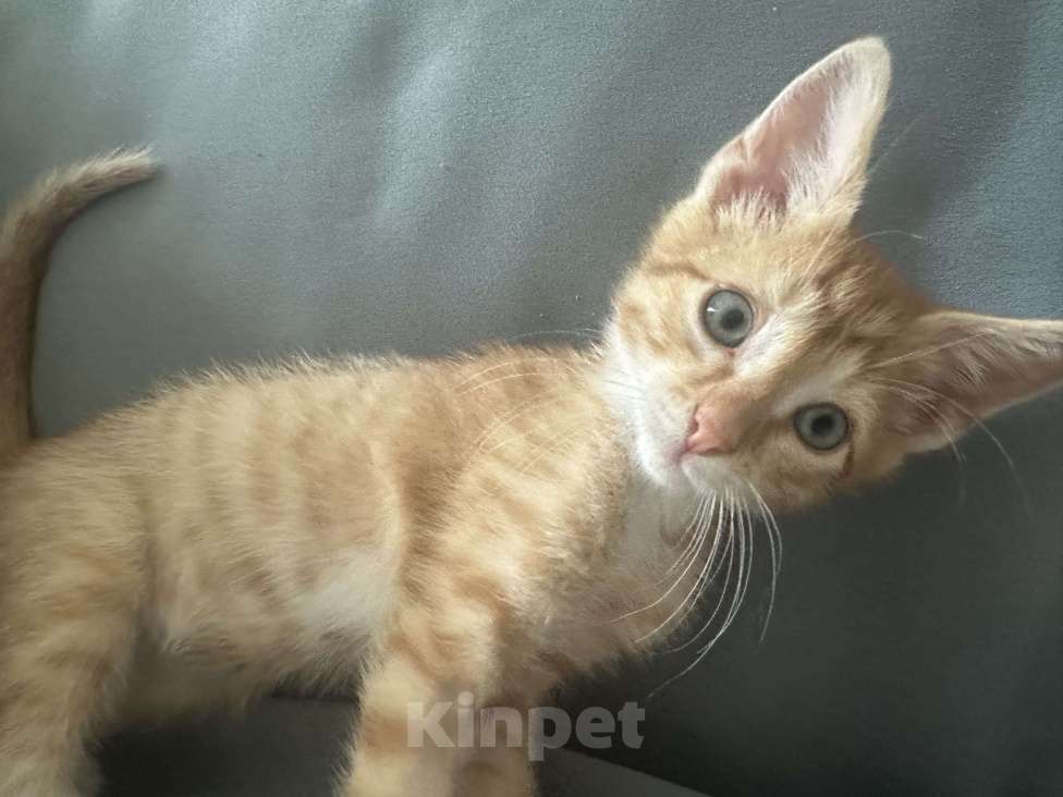 Кошки в Краснодаре: Отдам котенка в добрые руки Мальчик, Бесплатно - фото 1