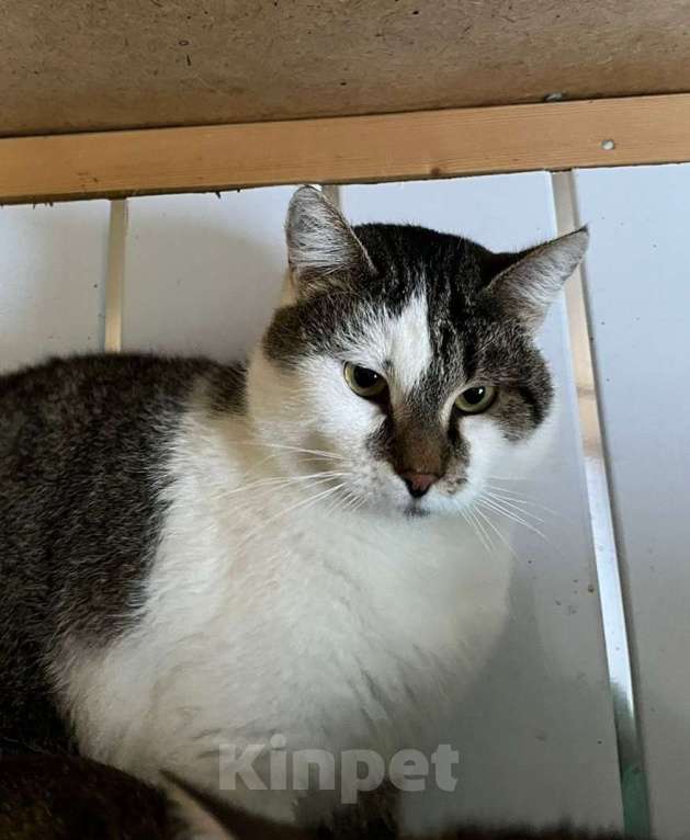 Кошки в Москве: Настоящий мужчина, а не кот Мальчик, Бесплатно - фото 2