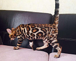 Кошки в Архангельске: Бенгальские котята с очень сочным окрасом, 100 000 руб. - фото 2