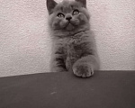 Кошки в Ливны: Британские котята, 10 000 руб. - фото 2