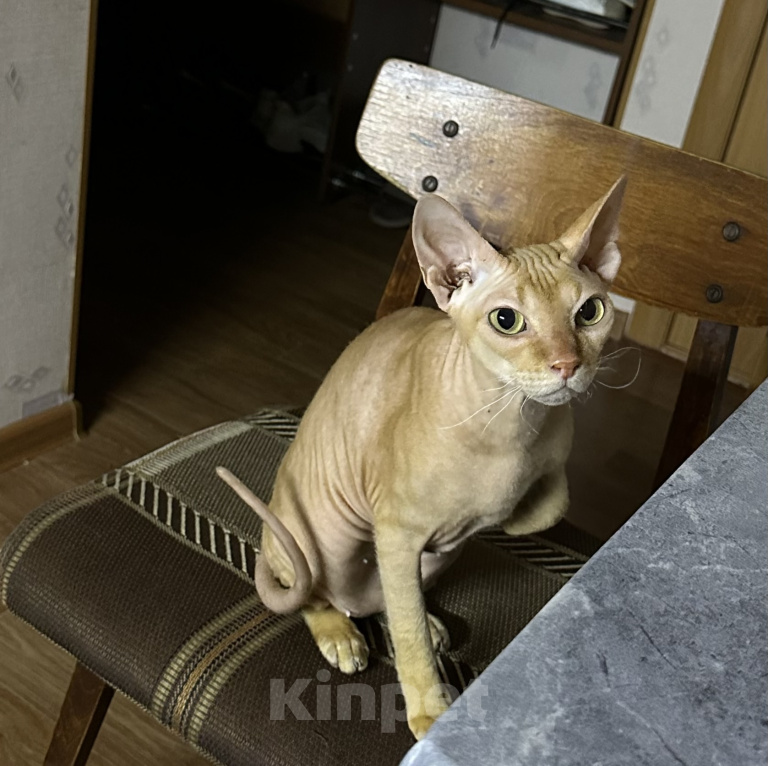 Кошки в Омске: Продам донского сфинкса Девочка, 5 000 руб. - фото 1
