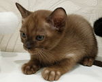 Кошки в Котельнике: Бурманские котята😻😻😻 Разнополые, 35 000 руб. - фото 7