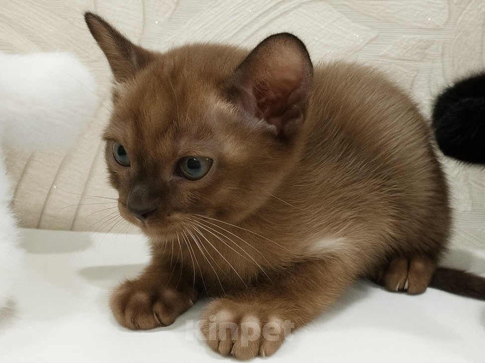 Кошки в Котельнике: Бурманские котята😻😻😻 Разнополые, 35 000 руб. - фото 7