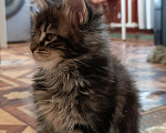 Кошки в Санкт-Петербурге: Котик Мальчик, 40 000 руб. - фото 4