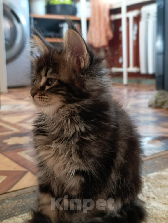 Кошки в Санкт-Петербурге: Котик Мальчик, 40 000 руб. - фото 4