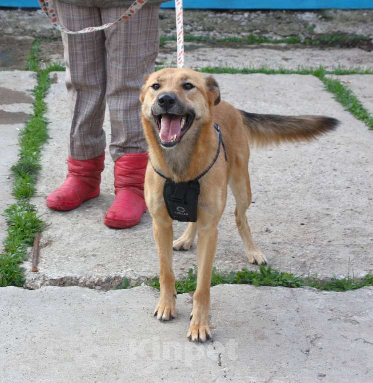 Собаки в Москве: Дружелюбная собака -компаньон Пипа ищет дом! Девочка, Бесплатно - фото 10