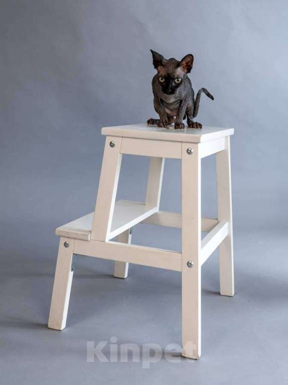 Кошки в Москве: Великолепный канадский сфинкс  Мальчик, 10 000 руб. - фото 4