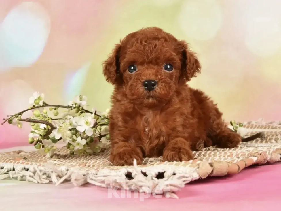 Собаки в Москве: Продаются щенки Тедди Пуделя Мальчик, 170 000 руб. - фото 5