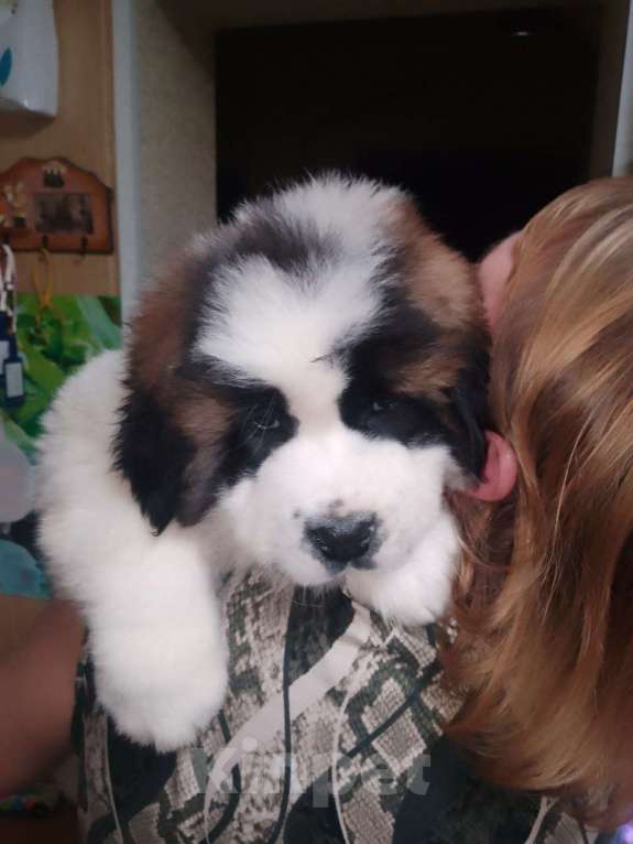 Собаки в Нижнем Тагиле: Щенок Московской сторожевой  Мальчик, 20 000 руб. - фото 1