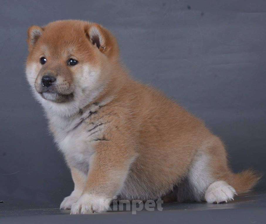 Собаки в Новосибирске: мальчик-сиба 2 мес в Новосибирске Мальчик, 150 000 руб. - фото 1