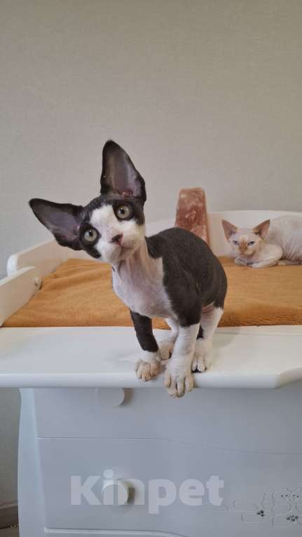 Кошки в Люберцах: Панда-малышь девон-рекс  Мальчик, 65 000 руб. - фото 3