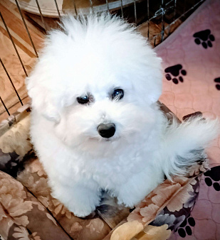 Бишон в добрые руки