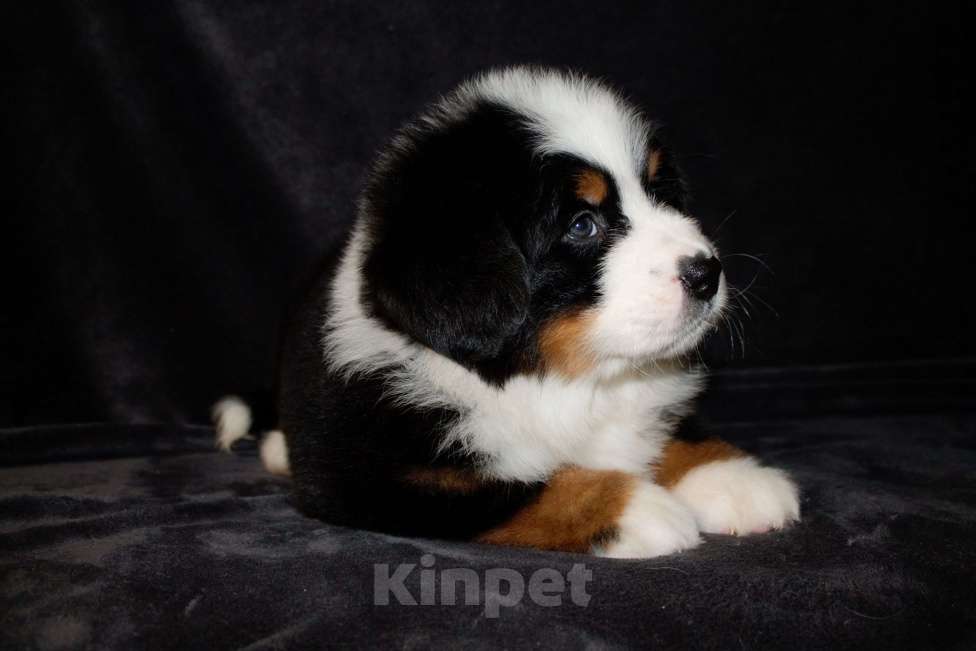 Собаки в других городах Московской области: Бернский зенненхунд Девочка, 70 000 руб. - фото 8