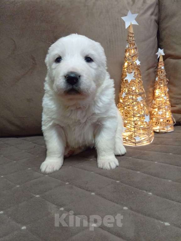 Собаки в Печоре: Щенки САО Девочка, 30 000 руб. - фото 5