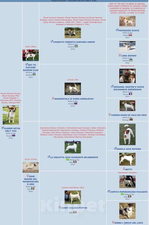 Собаки в Екатеринбурге: Джек-рассел-терьер, Иллюзия Девочка, 50 000 руб. - фото 4