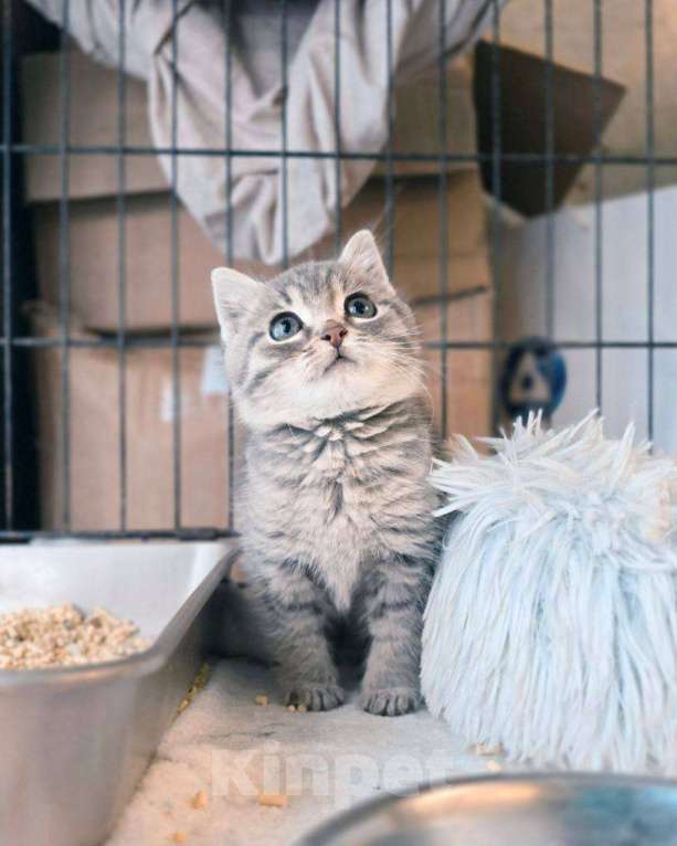 Кошки в Ногинске: Малюсенький котеечка в поиске дома! Мальчик, Бесплатно - фото 3