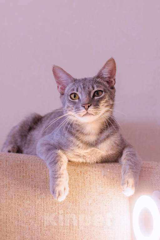 Кошки в Москве: Кот с удивительными янтарными глазами Мальчик, Бесплатно - фото 2