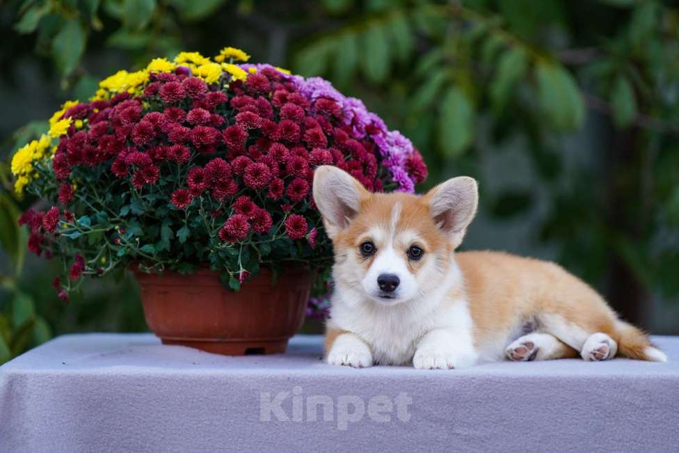 Собаки в других городах Воронежской области: Гото Предестинация Хурма Девочка, 60 000 руб. - фото 3