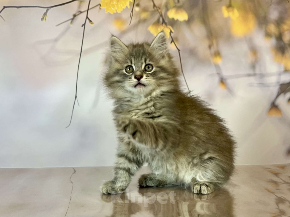 Кошки в других городах Московской области: Кот Frost - голубой пятнистый  Мальчик, 50 000 руб. - фото 6