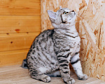 Кошки в Москве: Котенок девочка  Девочка, 100 руб. - фото 4