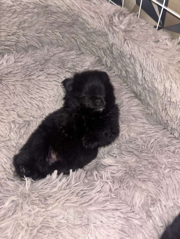 Собаки в Екатеринбурге: Померанский шпиц, щенок  Мальчик, 25 000 руб. - фото 6